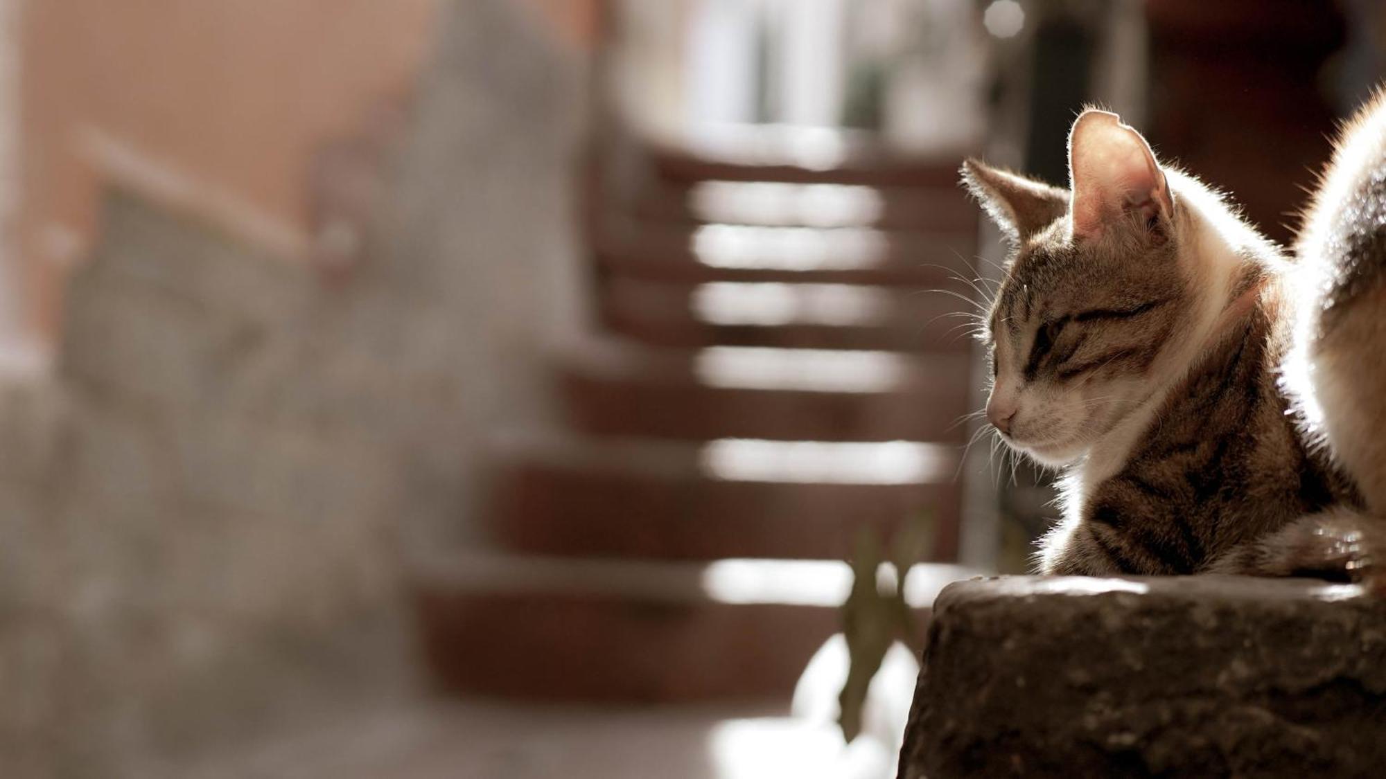 Casa Nel Borgo Dei Gatti Apartamento Cetara Exterior foto